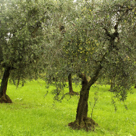 oliveto garda