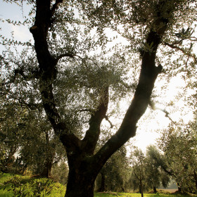 olivo Garda